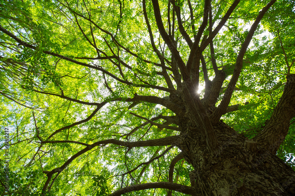 新緑のイチョウ
