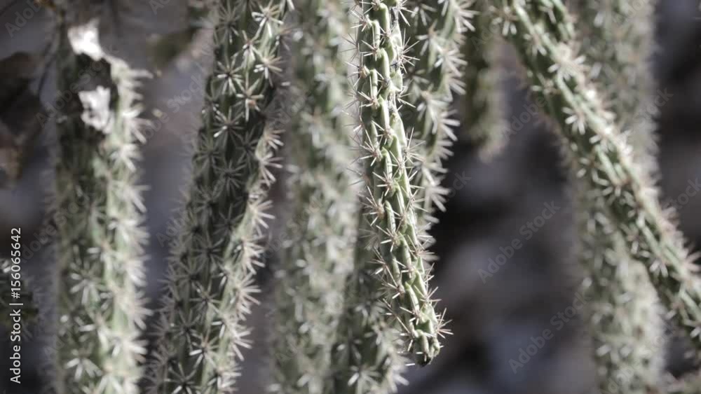 close up of a cholla cactus with some spider webs on it close up of a cholla cactus with some spider webs on it