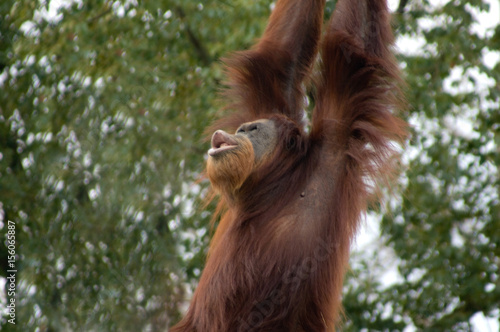 Orangutan Hanging 