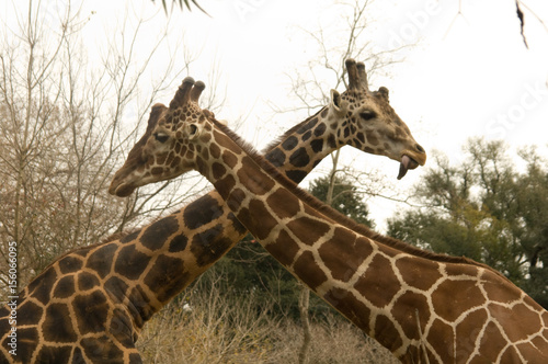 Photography Giraffe Necks Crossed
