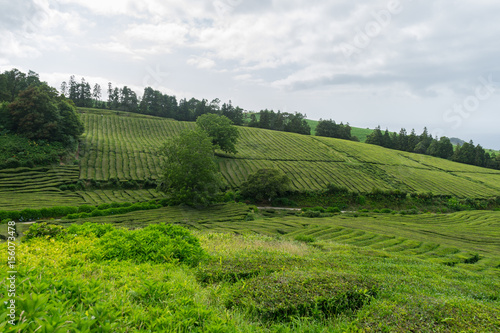 Hilly landscape of Cha Gorreana tea plantation, Sao Miguel, Azores, Portugal