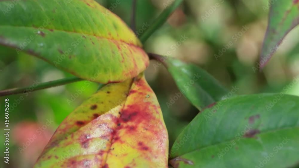 Close up of a Green leaf in nature
Close up of a Green leaf in nature