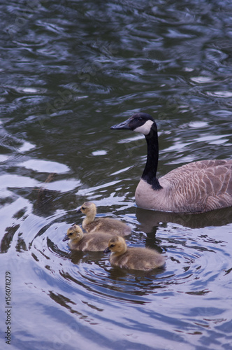 Canadian Geese with Chicks