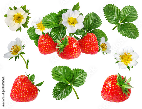 strawberry and strawberry flower isolated on white
