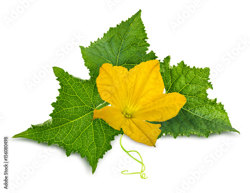 cucumber leaf iwith flower solated on white photo