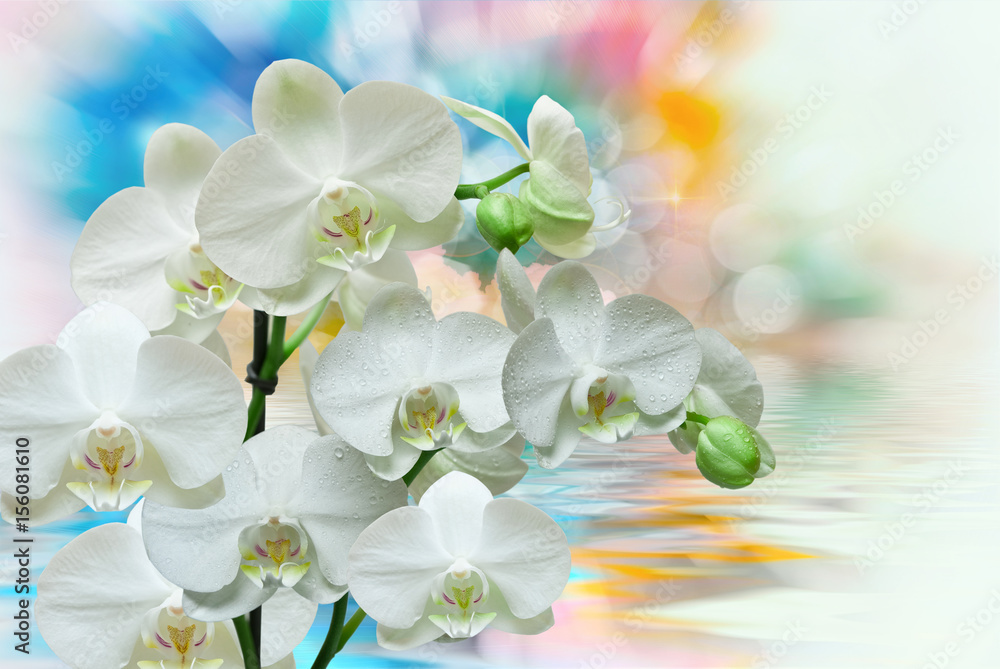Obraz premium Orchid flower close up