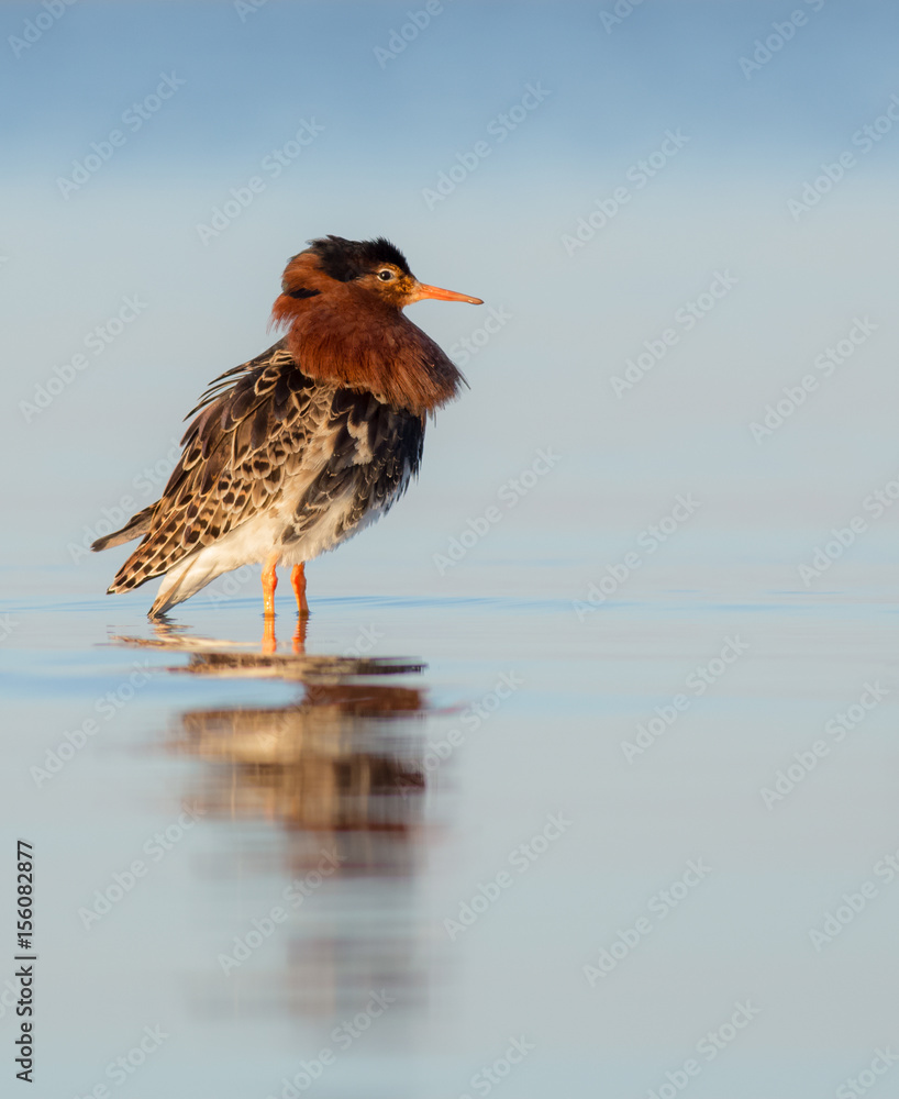 Ruff - Philomachus pugnax / Calidris pugnax - at the Curonian lagoon shore, Lithuania, spring Ruff - Philomachus pugnax / Calidris pugnax - at the Curonian lagoon shore, Lithuania, spring