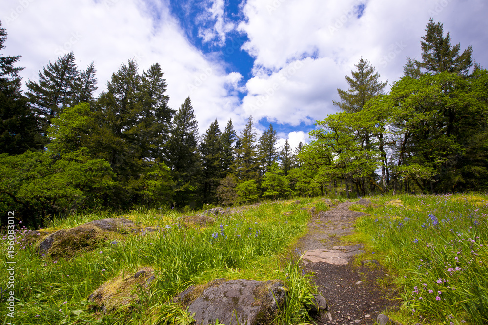 Fototapeta premium Footpath in clearing among the rocks and trees