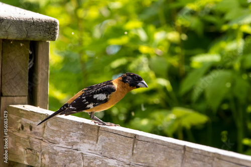 Black headed grosbeak photo