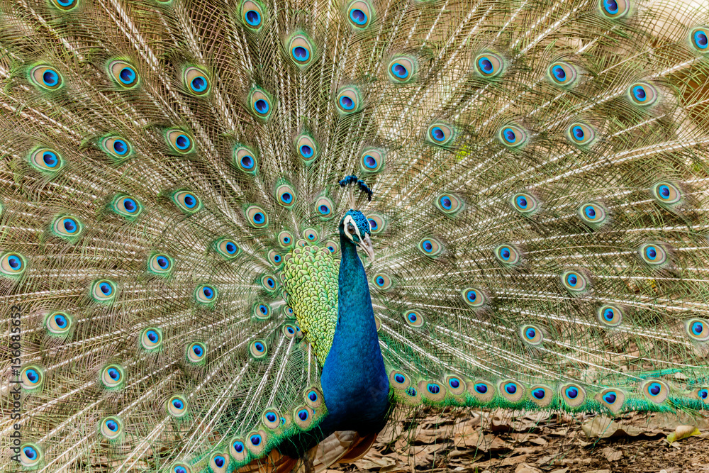 Obraz premium Peacock. Portrait of male peacock displaying his tail feathers.