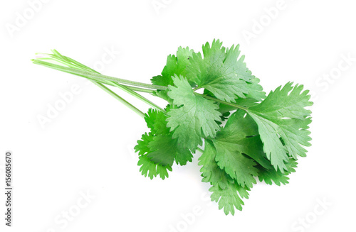 fresh green cilantro isolated on white background photo