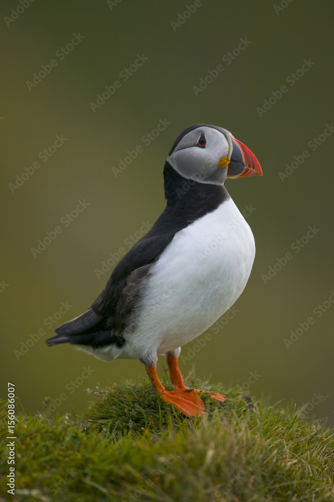 Fototapeta premium Atlantic puffin (Fratercula arctica)
