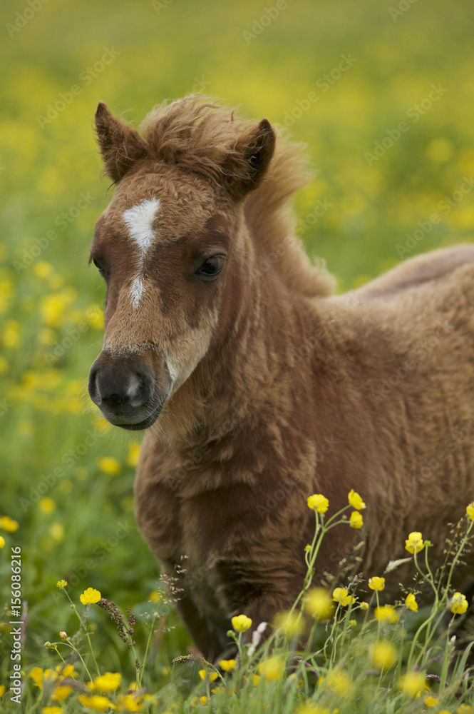 Shetland Pony Shetland Pony