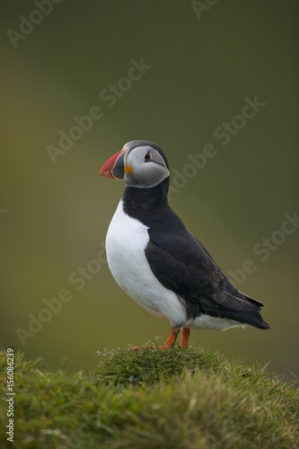 Atlantic puffin (Fratercula arctica)
