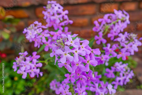 Purple flowers against brick wall