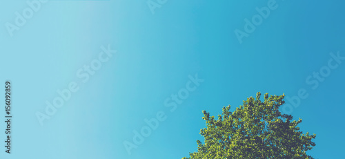 Minimalist tree top with sky background photo