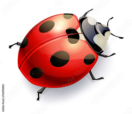 Valokuva ladybug isoalted on white. vector realistic illustration