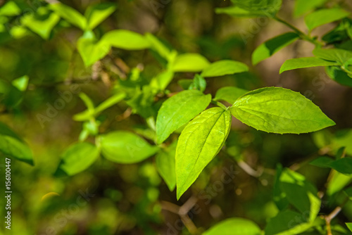 Vivid green leaves