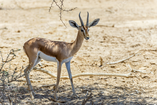 Dorcas gazelle (Gazella dorcas) inhabits desert areas of Africa and Middle East photo