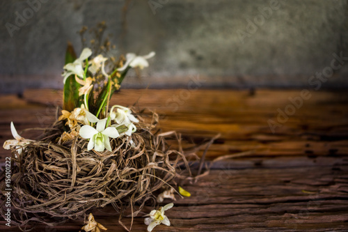 white orchid flower in Bird's nest vase on old wood background