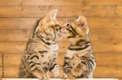 Two kittens sniff each other, against the background of a wooden wall photo