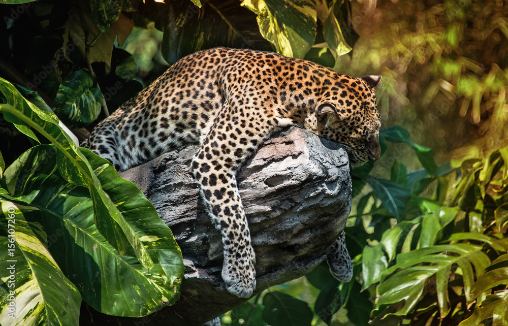 A sleeping leopard in a tree in the green tropical forest on a Sunny day. The horizontal frame. A sleeping leopard in a tree in the green tropical forest on a Sunny day. The horizontal frame.