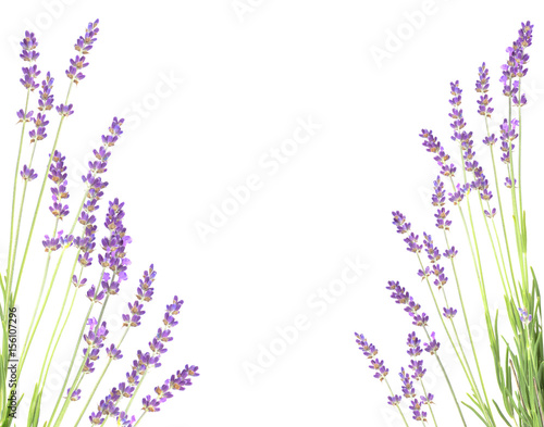 Lavender in the interior. blooming lavender. Provence Interior. Lavender on a white wall.