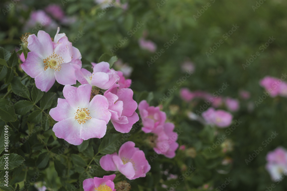 Rose garden over green. Fields of tearose on evening light. Pink tea roses on the bush in the garden. Rose garden over green. Fields of tearose on evening light. Pink tea roses on the bush in the garden.
