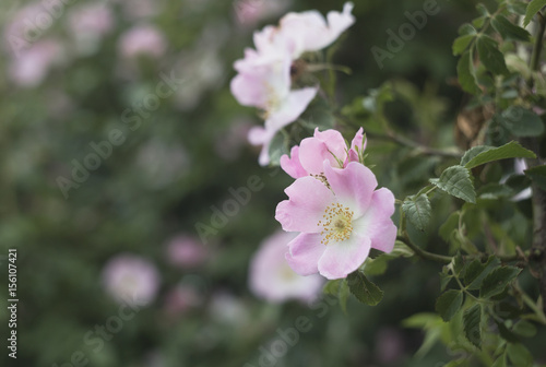 Rose garden over green. Fields of tearose on evening light. Pink tea roses on the bush in the garden.