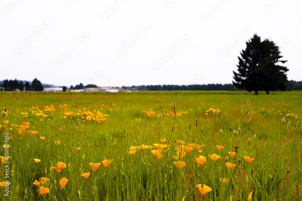 Meadow with flowers and grass and tree silhouette