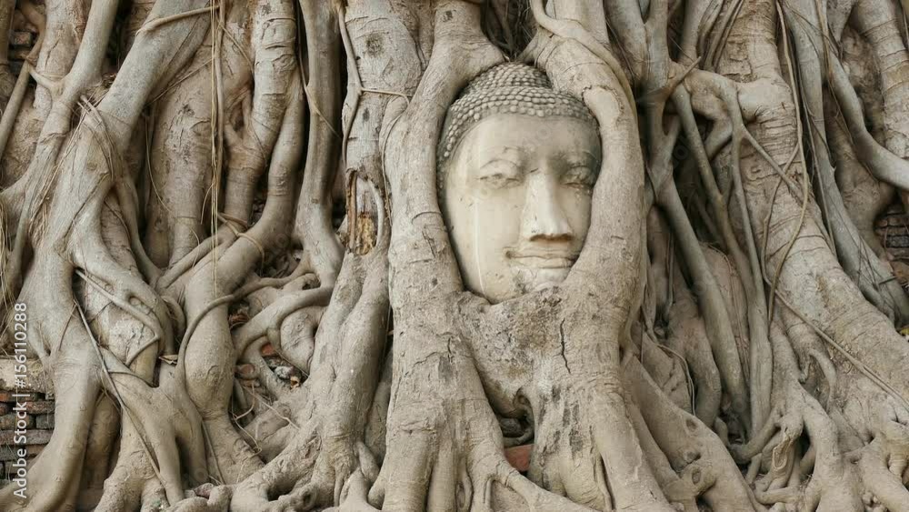 Head of sandstone Buddha overgrown by banyan tree in Ayutthaya historical park, Thailand. Head of sandstone Buddha overgrown by banyan tree in Ayutthaya historical park, Thailand.