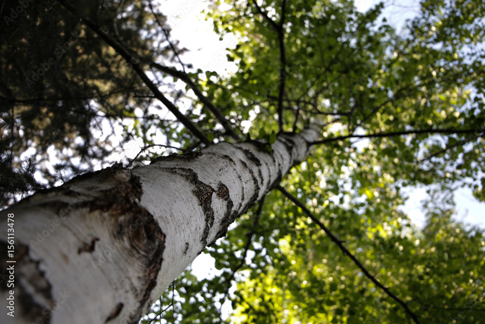 Fototapeta premium tree