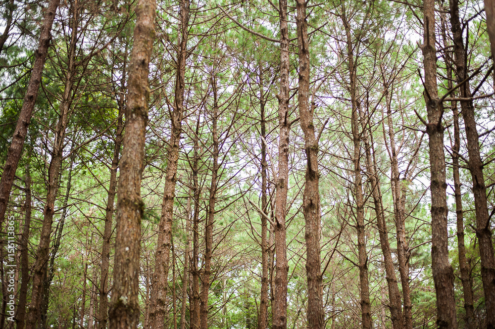 Fototapeta premium Pine tree forest in Asia