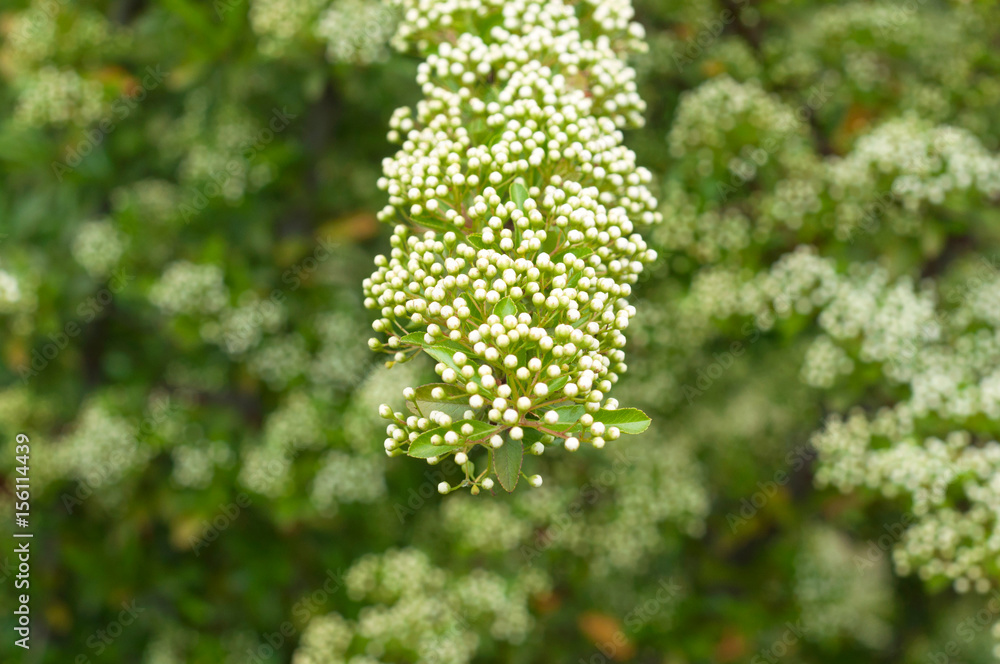 A branch of a white buds flowers on the blurred green background