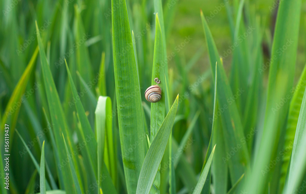 Snail on the green leaves Snail on the green leaves