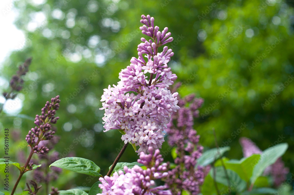 Beautiful purple lilac flowers outdoors Beautiful purple lilac flowers outdoors