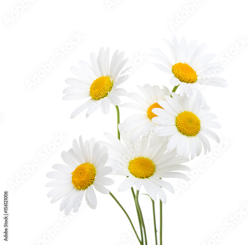 Bouquet  of Chamomiles  ( Ox-Eye Daisy ) isolated on a white background.