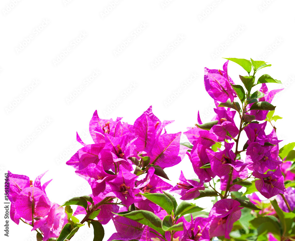 Blooming bougainvillea  isolated on white background