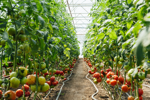 Red and green selected tomatoes in a greenhouse photo