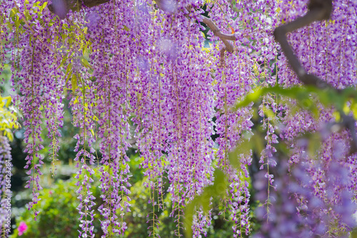 満開の藤の花
