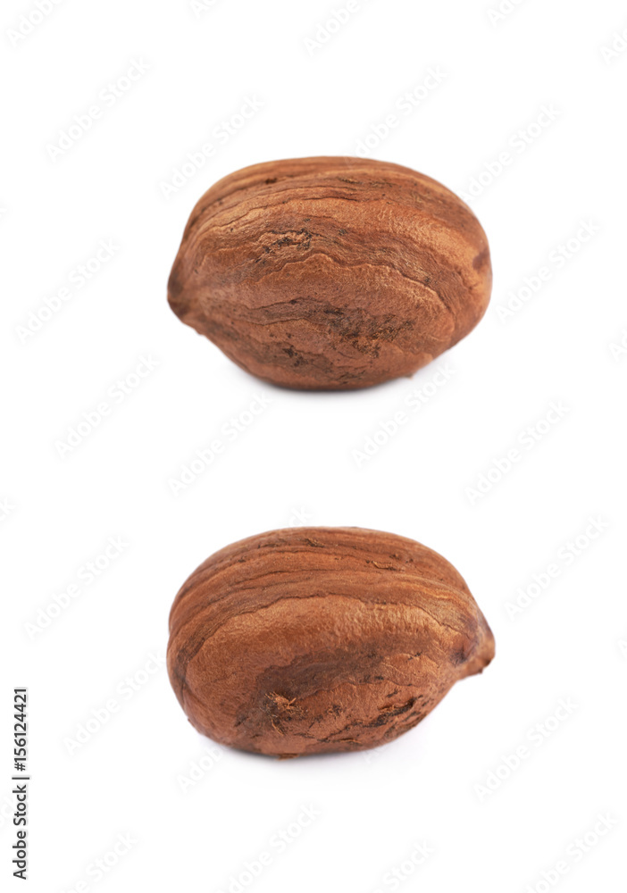 Single hazelnut isolated Single hazelnut isolated