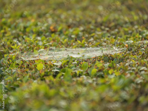 spiders web on meadow closeup