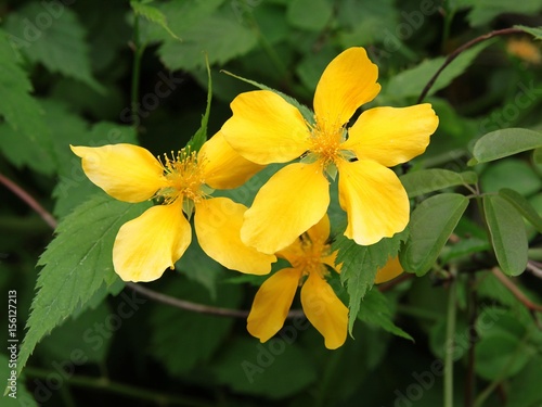 yellow flowers of kerria japonica ornamental bush