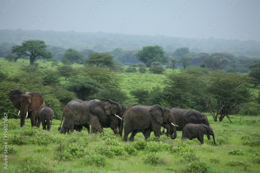 Wild Elephant (Elephantidae) in African Botswana savannah