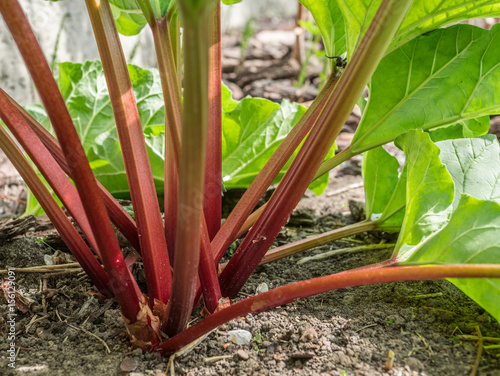 Rhubarb plant in the garden. Close up. © volff