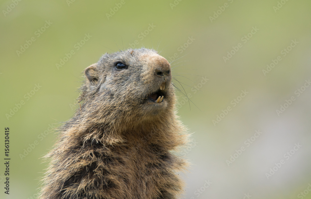 Murmeltierportrait