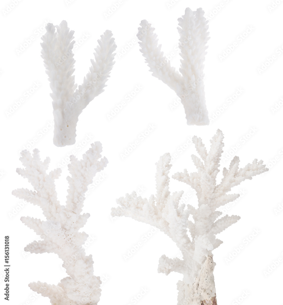 Fototapeta premium four white isolated coral small branches