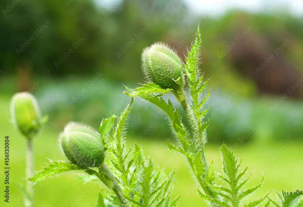 Fototapeta premium Close up shot of poppies buds on the blurred green background