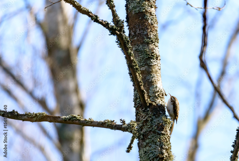 Tree Creeper