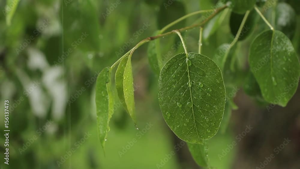 leaf rain